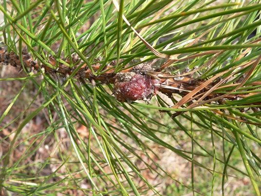 {Pinus rigida}